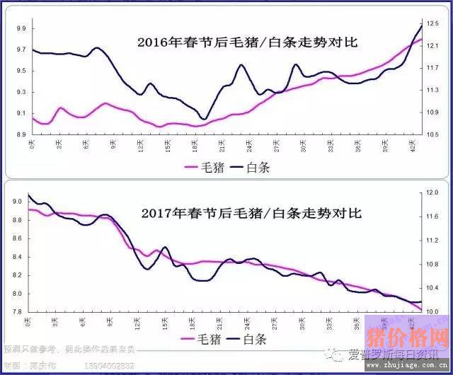 一邊白條掉價(jià)，一邊毛豬價(jià)格反彈，這是要上演鴻門宴么？