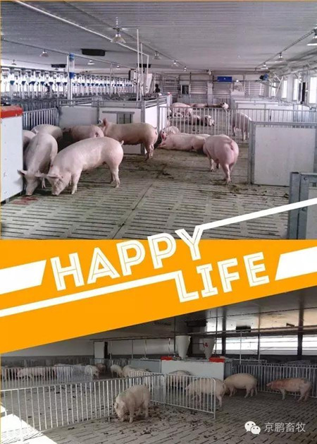 高繼偉：動物福利如何帶來更好的經(jīng)濟(jì)效益和更大附加值