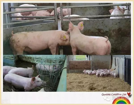 高繼偉：動物福利如何帶來更好的經(jīng)濟(jì)效益和更大附加值