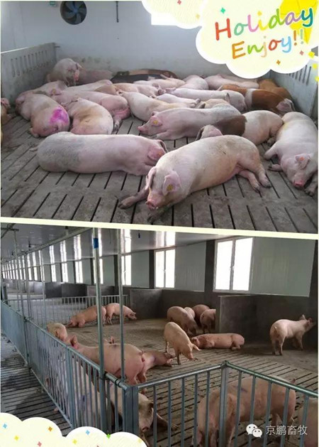 高繼偉：動物福利如何帶來更好的經(jīng)濟(jì)效益和更大附加值