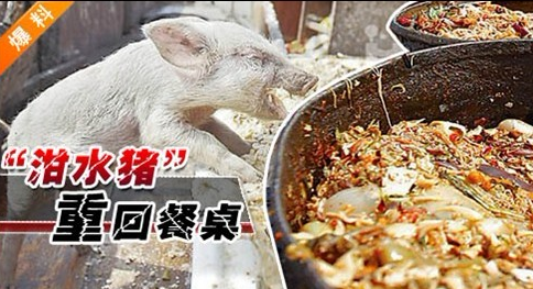 “泔水豬”橫行 問題很嚴重 如何解決？