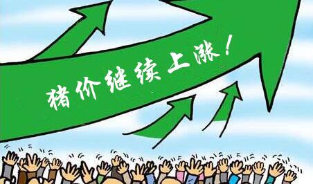 豬價(jià)穩(wěn)定你卻要等高價(jià)？求你別坑老實(shí)人了！