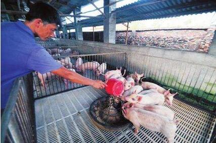 養(yǎng)豬人哭著說：豬價去年高得不正常，今年跌得不正常