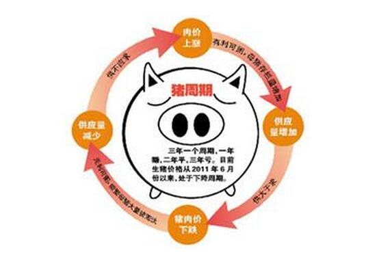 “豬周期”大起大落 養(yǎng)殖戶苦不堪言 揚言要離開養(yǎng)豬