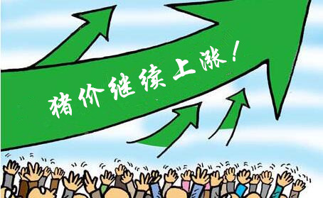 “貼秋膘”助漲豬價(jià)，漲幅接近一塊，下周將下跌？