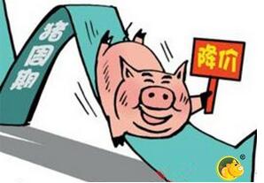 豬價(jià)周期性下跌的背景下,反彈只是季節(jié)性的……