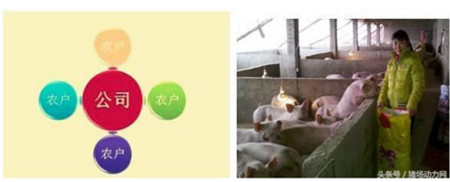 公司+農(nóng)戶模式VS自繁自養(yǎng)模式 誰是未來養(yǎng)豬業(yè)領(lǐng)頭羊