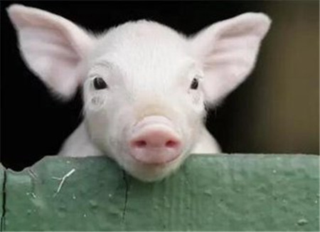 養(yǎng)豬人懵的？來說一說“豬周期”那些事！