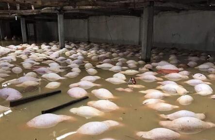 越南暴雨洪災(zāi)已致54人喪生 養(yǎng)豬場(chǎng)死豬一片