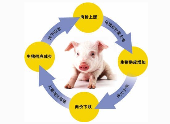 專家稱談新一輪“豬周期”要來(lái)仍為時(shí)尚早！