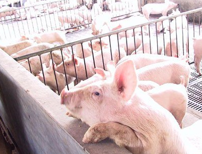 中國飼料行業(yè)信息網(wǎng)