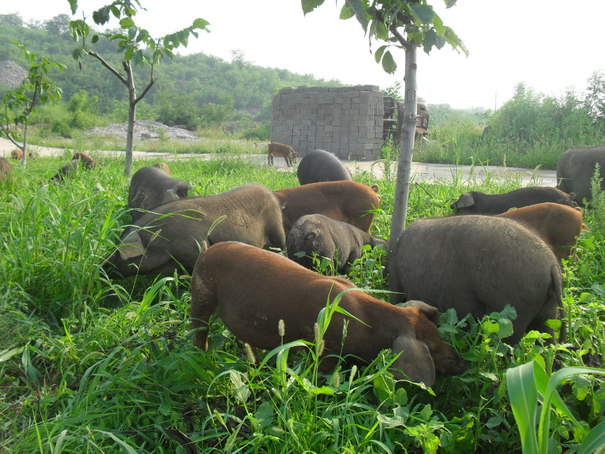 對(duì)美國豬肉加征25%關(guān)稅今起實(shí)施， 助推豬價(jià)繼續(xù)反彈