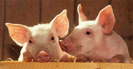 2020年藥物飼料添加劑全部退出，養(yǎng)殖端也進入減抗、限抗時代，這對養(yǎng)殖業(yè)影響有多大?