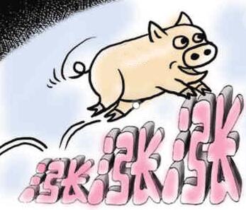 中國養(yǎng)豬網(wǎng)