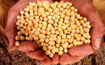 中國占到該州大豆出口銷售量的23%。由于中國買家缺席，當(dāng)?shù)卮蠖罐r(nóng)戶為了找到替代買家，不得不大幅降價(jià)。當(dāng)?shù)氐募庸S和農(nóng)戶都表示，他們同意總統(tǒng)有關(guān)消除貿(mào)易不平等的說法，
