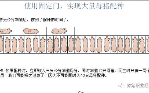 歐洲同行的養(yǎng)殖理念值得我們借鑒